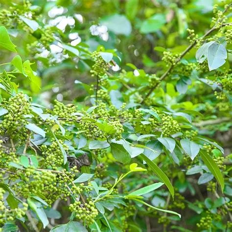 花椒树|青花椒（芸香科花椒属植物）